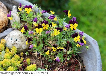 Decorative Rock With Funny Face And Carved Dry Squash Next To Sedum Or Stonecrop Hardy Succulent Gro