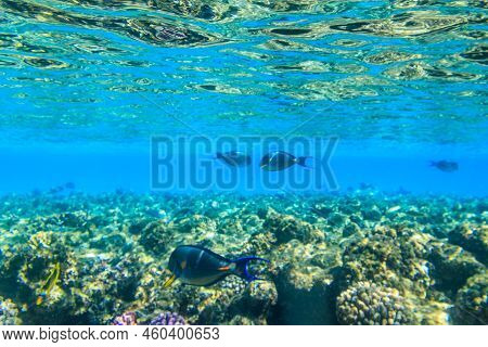 Sohal Surgeonfish (acanthurus Sohal) Or Sohal Tang, Is A Red Sea Endemic. Sohal Surgeonfish On Coral