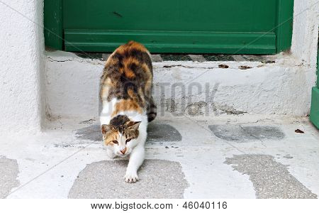 Chat à l'extérieur d'une maison grecque