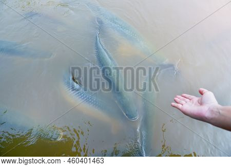 Amazon Snakehead Fish Which Is Large Is Swimming In A Large Pool