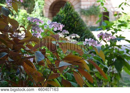 Gorgeous Plum-purple Lacecap Flowers And Dark Ruby Hued Stems. Its Elegant Coloring And Graceful Hab