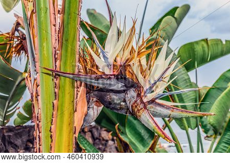 Strelitzia Or Bird Of Paradise Flower Close Up. Floral Geometric Abstract Background. Exotic Flora O