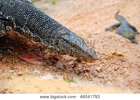 Varanus Salvator Close Up utomhus, Sri Lanka