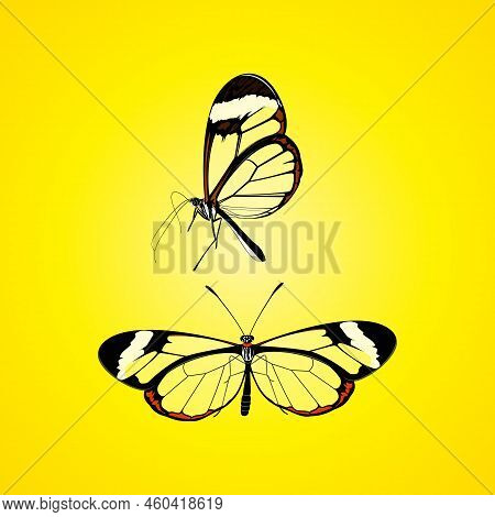 Glass Wing Butterfly Vector Illustration - Beautiful Butterfly Collection