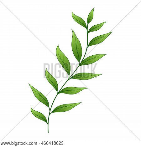 Green Leaves Isolated On White Background - Decorative Element