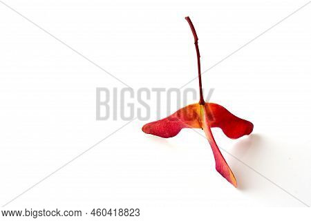 Amazing Three-lobed Red Yellow Maple Seed Pods In Bright Red Yellow On A White Background. Selective