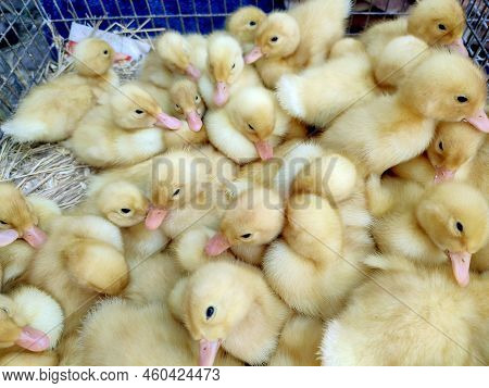 Many Little Yellow Young Ducks Close-up. Many Ducklings Top View. Livestock, Agribusiness, Domestic 