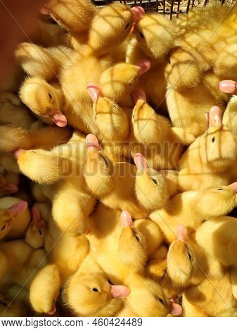 Many Little Yellow Young Ducks Close-up. Many Ducklings Top View. Livestock, Agribusiness, Domestic 
