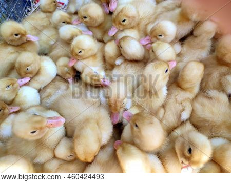 Many Little Yellow Young Ducks Close-up. Many Ducklings Top View. Livestock, Agribusiness, Domestic 