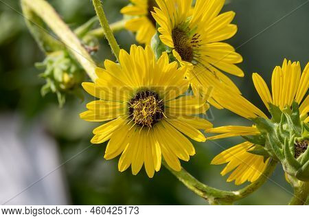 Yellow Flowers Heads Of Silphium Laciniatum Or Compass Plant Growing In Garden