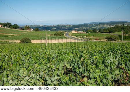 Landscape With Vineyards Near Beaujolais Wine Making Village Val D'oingt, Gateway To Beaujolais Wine