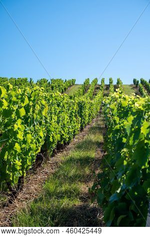 Green Unripe Gamay Noir Grape Growing On Hilly Vineyards Near Beaujolais Wine Making Village Val D'o