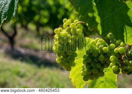 Green Unripe Gamay Noir Grape Growing On Hilly Vineyards Near Beaujolais Wine Making Village Val D'o
