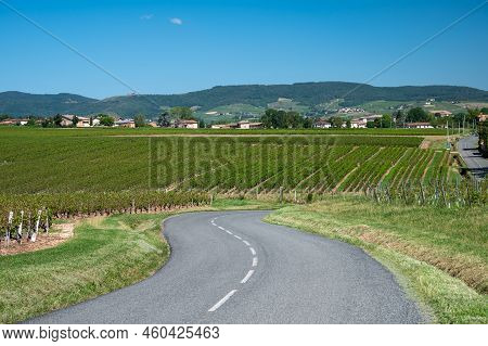 Landscape With Vineyards Near Beaujolais Wine Making Village Val D'oingt, Gateway To Beaujolais Wine