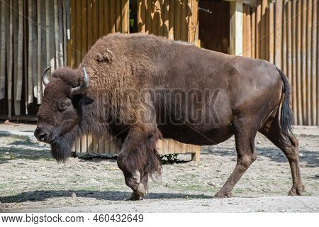 Big Brown Bison Walking In The Padle In The Zoo.