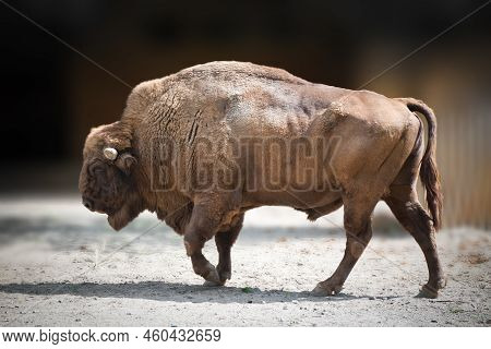 Big Brown Bison Walking In The Padle In The Zoo.