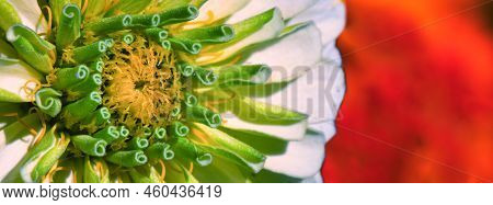 Zinnia Elegans Is A Bright Flower. Close-up Selective Focus.