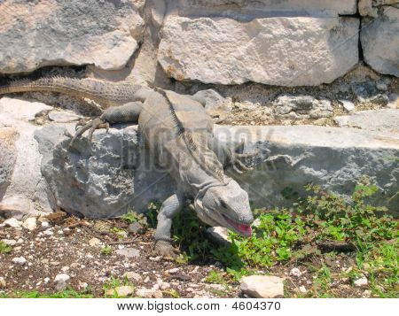 Mexicaanse Iguana