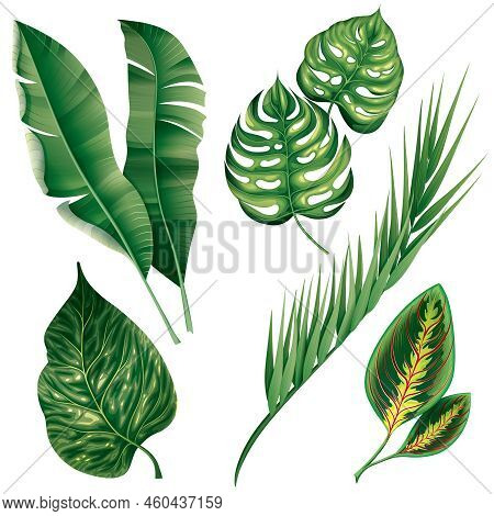 Realistic Tropical Botanical Foliage Plants Set Of Green Banana Palm Monstera Croton Chamaedorea Iso