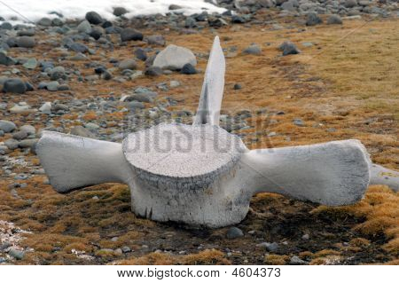 Wal-t-bone
