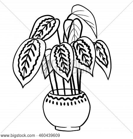 Calathea Marantha In A Pot In Black Line Outline Cartoon Style. Coloring Book Houseplants Flowers Pl