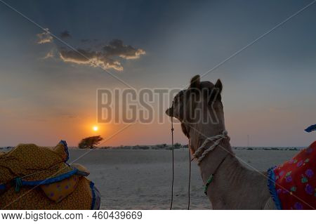 A Camel, Camelus Dromedarius, Dressed In Traditional Rajasthani Dress, At Sand Dunes Of Thar Desert,