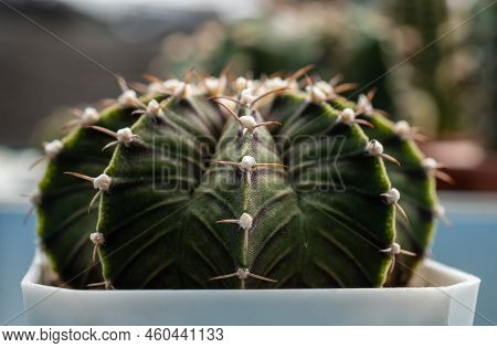 Close Up Of Beautiful Needle And Ribs Of Gymnocalycium Mihanovichii Cactus. Gymnocalycium Is A Popul