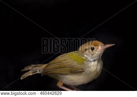 The Bar Winged Prinia Bird (prinia Familiaris) Isolated On Black Background