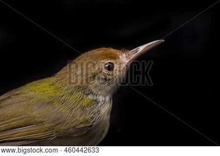 The Bar Winged Prinia Bird (prinia Familiaris) Isolated On Black Background