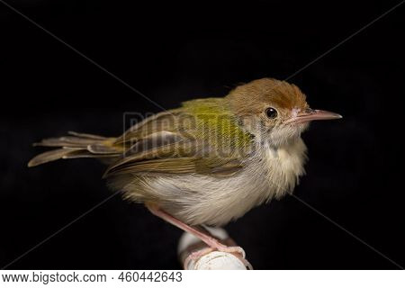 The Bar Winged Prinia Bird (prinia Familiaris) Isolated On Black Background