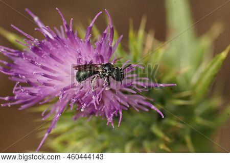 Natural Closeup On A Mediterranean Blue Metallic Small Carpenter Bee, Ceratina Chalcites Sitting On 