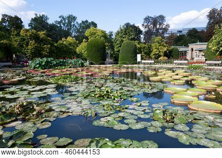 Stuttgart, Wilhelma, Germany - August 25, 2022: Tropical Water Lilies In The Wilhelma Zoological And