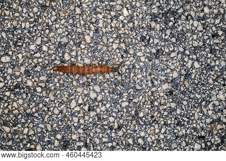 Spanish Slug (arion Lusitanicus - Arion Vulgaris)