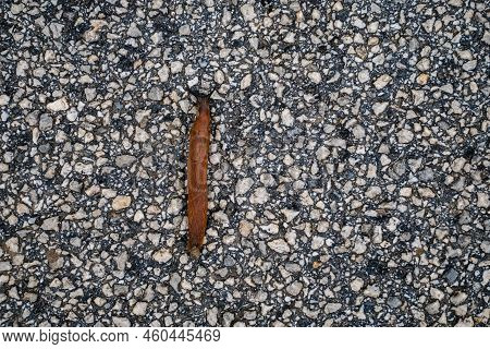 Spanish Slug (arion Lusitanicus - Arion Vulgaris)