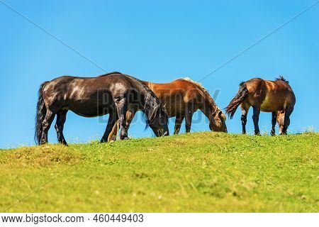 Herd Of Brown Horses In A Mountain Pasture Against A Clear Blue Sky, Side View And Green Meadow. Fei
