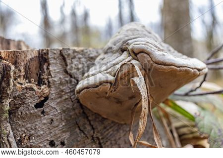 Large Parasitic Mushroom That Grows On Tree Trunks. Tinder Fungus, Hoof Fungus, Tinder Conk, Tinder 