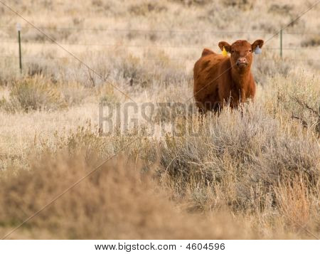 Vörös Angus Calf
