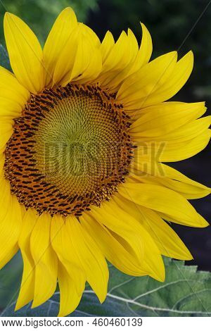 A Close Up Study Of A Giant Sunflower, Desplaines River State Fish And Wildlife Area, Will County, I