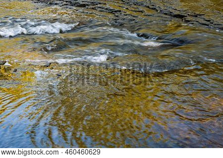 Foliage Turned Yellow Not In The Fall But In Early Morning Warm Light Contrasts With Water Reflectin