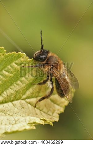 Closeup On A Too Soon And Fresh Emerged Female Chocolate Mining Bee, Andrena Scotica In The Garden