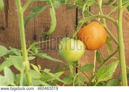 Tomatoes In The Garden Ripening On The Plant.
