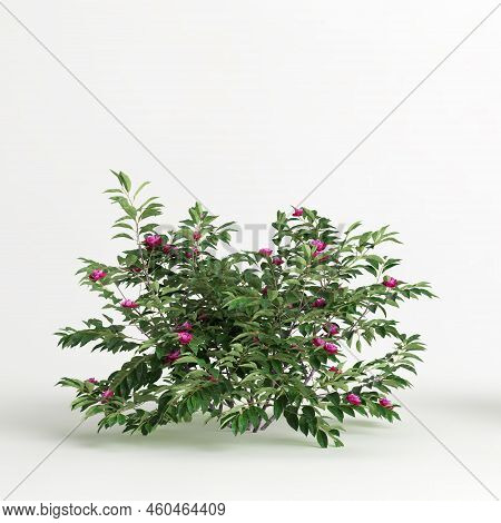 3d Illustration Of Camellia Sasanqua Isolated On White Background