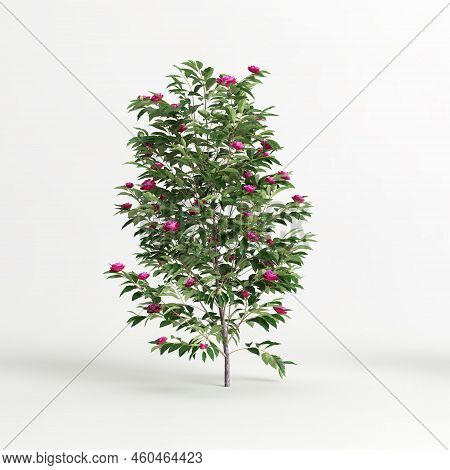 3d Illustration Of Camellia Sasanqua Isolated On White Background