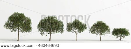 3d Illustration Of Set Schinus Terebinthifolia Tree Isolated On White Background