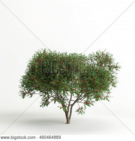 3d Illustration Of Schinus Terebinthifolia Tree Isolated On White Background