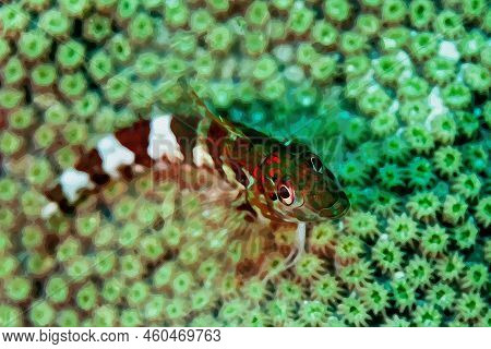 Digitally Created Watercolor Painting Of A Tiny Saddled Blenny Resting On Coral