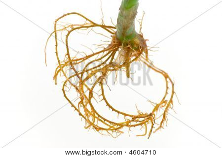 Een Lucky Bamboo blad met waterdruppels