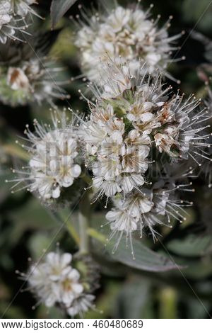 White Scorpioid Cymose Panicle Inflorescence Of Phacelia Imbricata, Boraginaceae, Native Perennial H