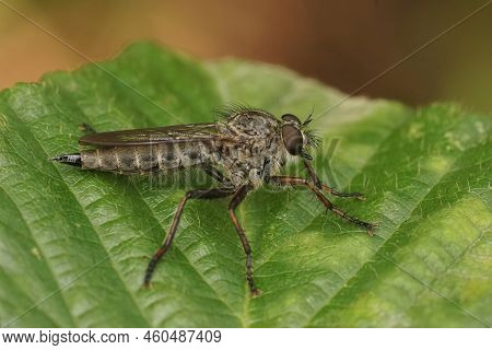Closeup On A Male Kite-tailed, Robberfly, Tolmerus Atricapillus Sitting On A Green Leaf In The Garde