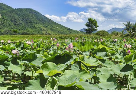Lotus Komarova On A Lake Under Sun Shine In Vietnam